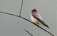 Southern Rough-winged Swallow